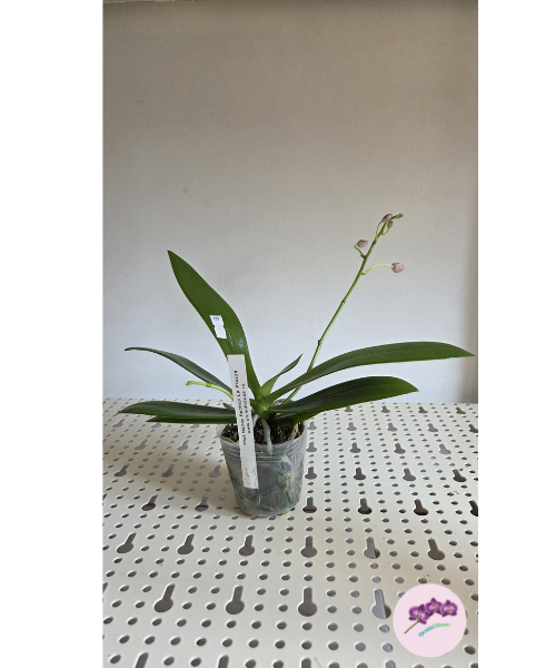 Phal. Nancy Bechtol 'La Piazza'