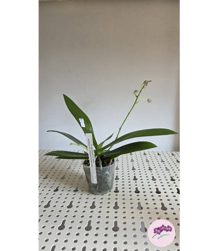 Phal. Nancy Bechtol 'La Piazza'