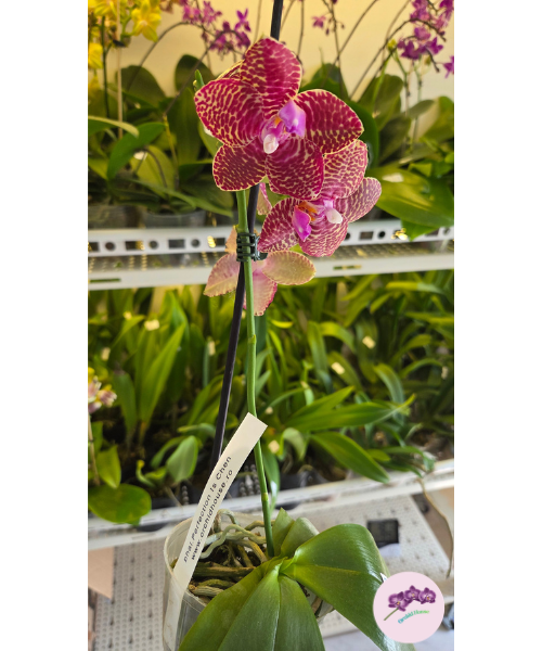 Phal. Perfection Is 'Chen'