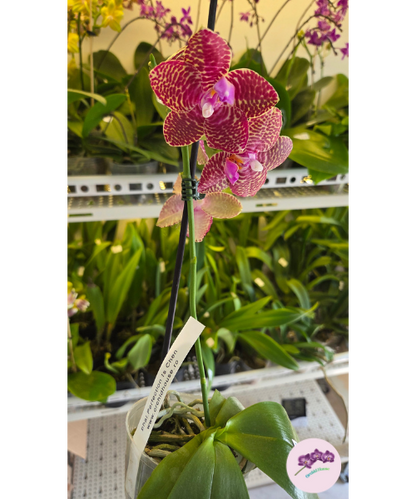Phal. Perfection Is 'Chen'