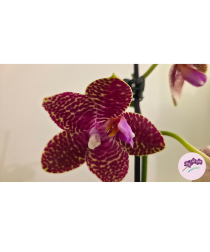 Phal. Perfection Is 'Chen'
