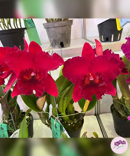 Rlc. Siao-Cing Beauty 'Vicky'