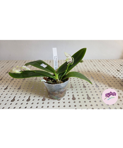 Phal. tetraspis 'Fire'