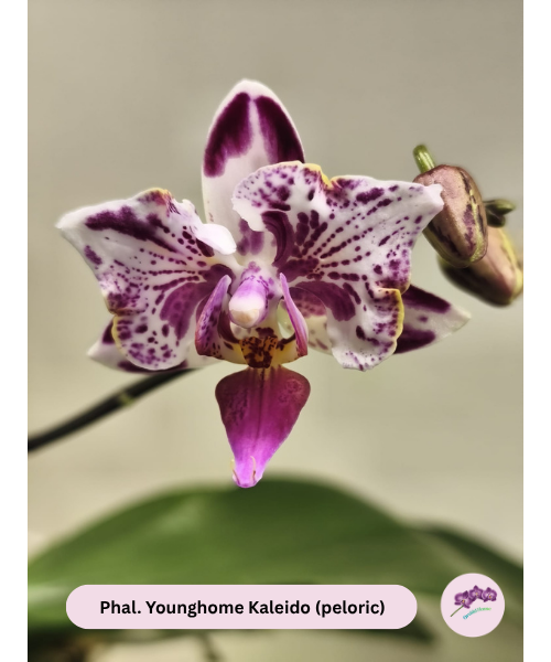 Phal. Younghome Kaleido (peloric)