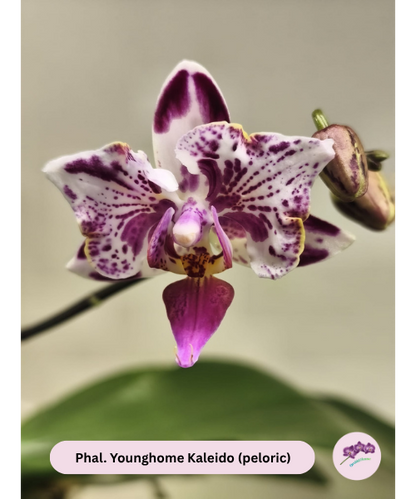 Phal. Younghome Kaleido (peloric)