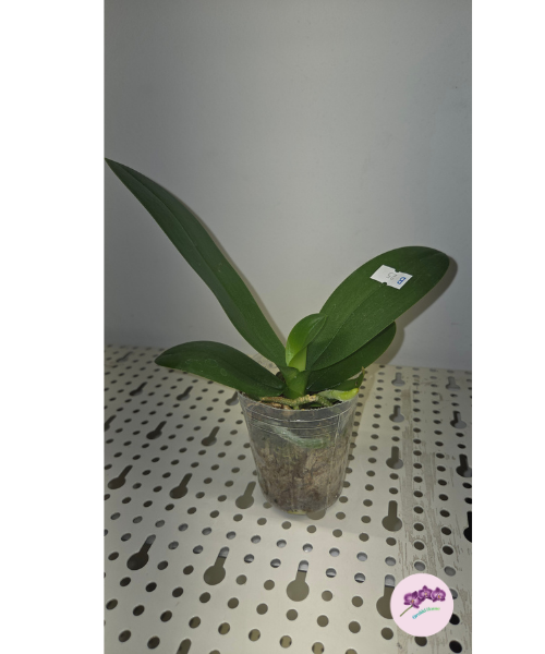 Phal. Younghome Kaleido (peloric)