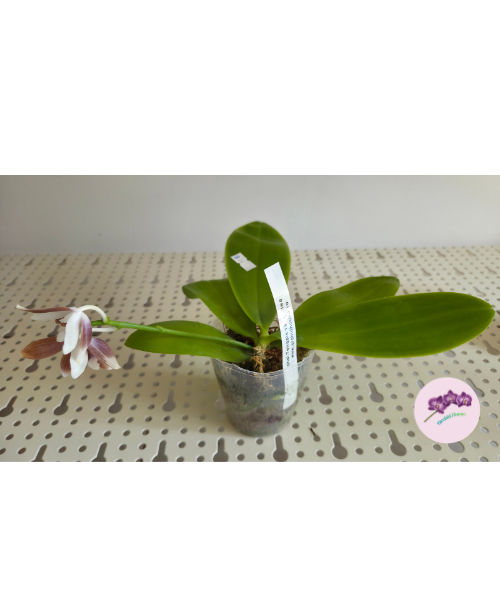 Phal. tetraspis var. coffee