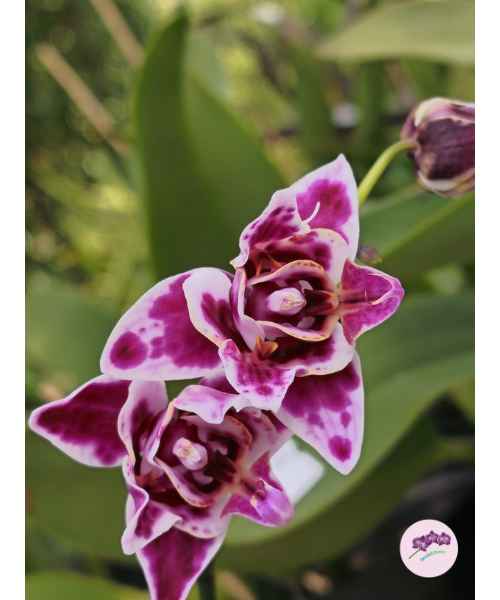 Phal. Younghome Kaleido (peloric)