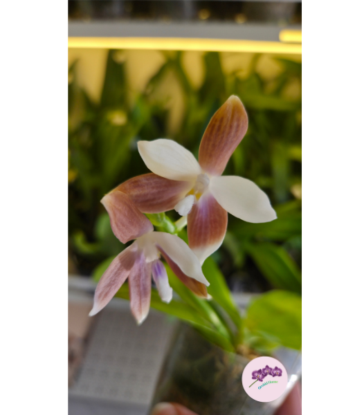 Phal. tetraspis var. coffee