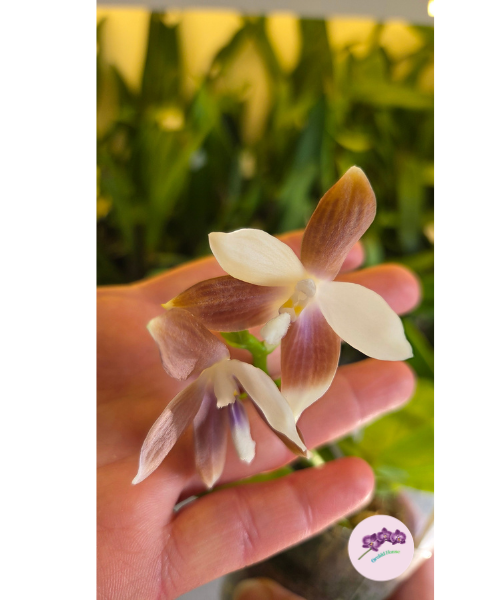 Phal. tetraspis var. coffee