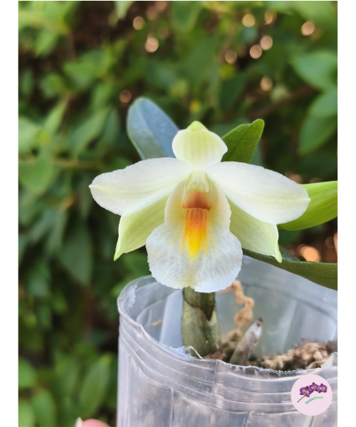 Den. Christy Dawn 'Shang Guest' AM/AOS