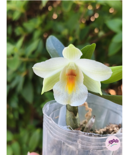 Den. Christy Dawn 'Shang Guest' AM/AOS