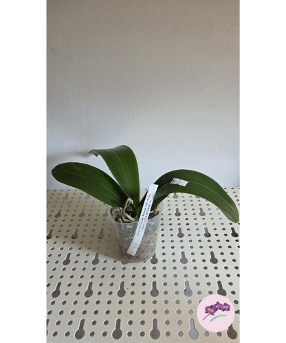 Phal. Brother Prince 'Hai Tony'