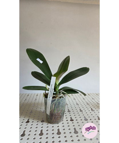 Phal. Little Emperor '3094' (peloric - 2 eyes)
