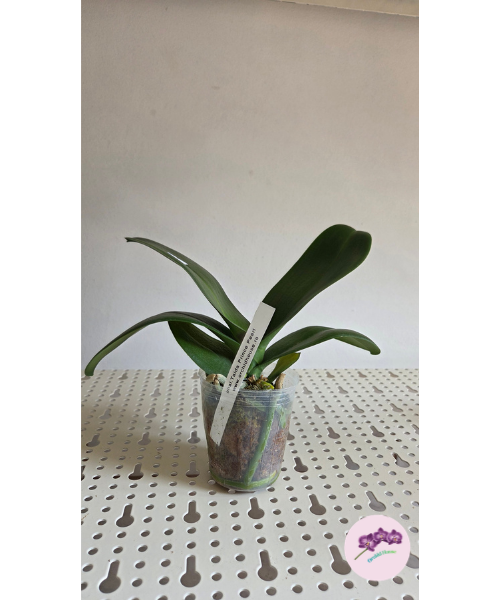 Phal. Taida Prince Pearl 'L1531-14'