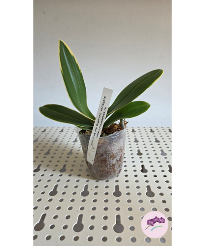 Phal. Sun Jye Diamond (variegata)