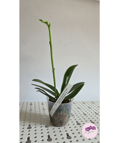 Phal. Yaphon Perbalm (peloric - 3 lips)