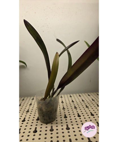 Rby. TLDC Divine Phoenix 'Pterodactyl' SM/WOC