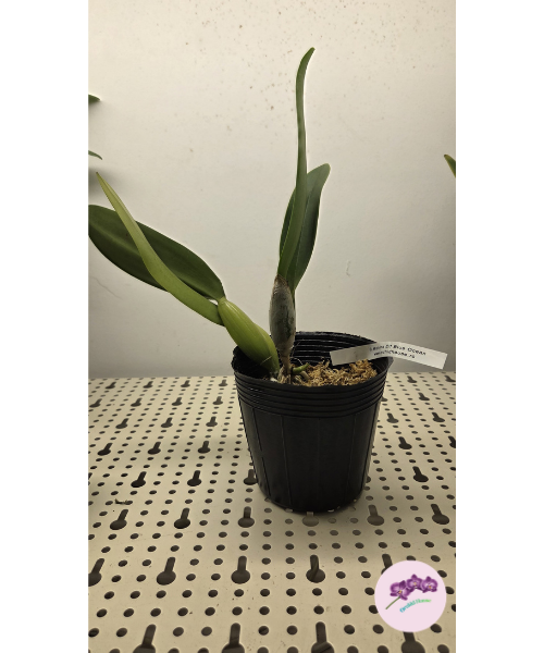 C. Mishima Elf 'Blue Ocean'