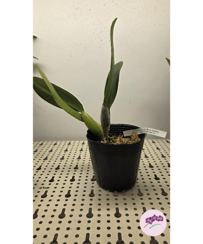C. Mishima Elf 'Blue Ocean'
