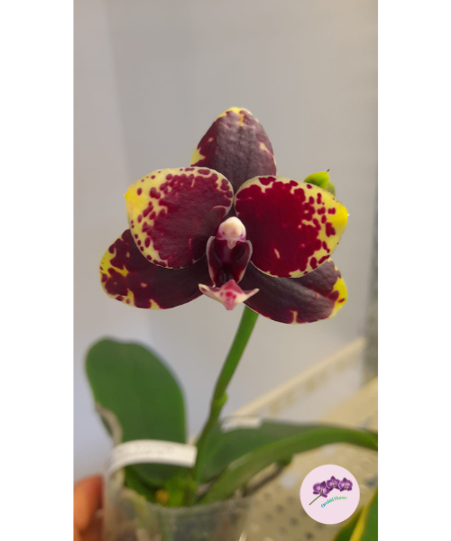 Phal. Zheng Min Anaconda