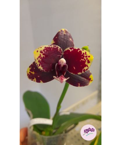 Phal. Zheng Min Anaconda