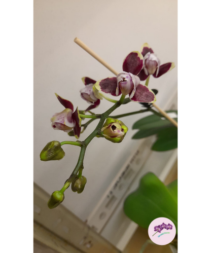 Phal. Lioulin Sparrow '459' (peloric)