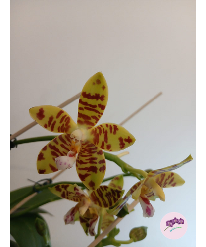 Phal. Aber Ambo 'Chartreuse'