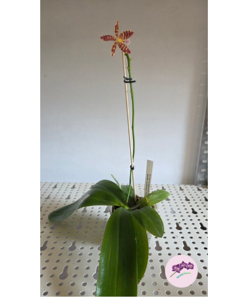 Phal. Almanis '3045'