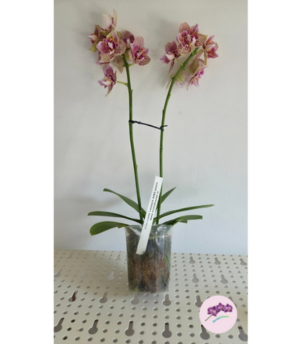 Phal. Lucky Leopard '3484' (peloric)