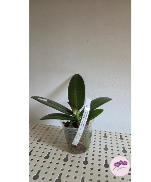 Phal. Ron-E Glamor '3202'