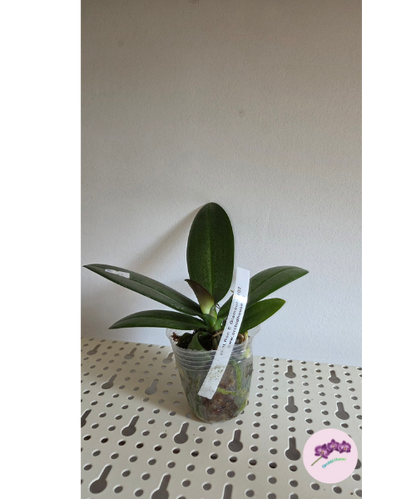 Phal. Ron-E Glamor '3202'