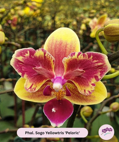 Phal. Sogo Yellowtris „Peloric”