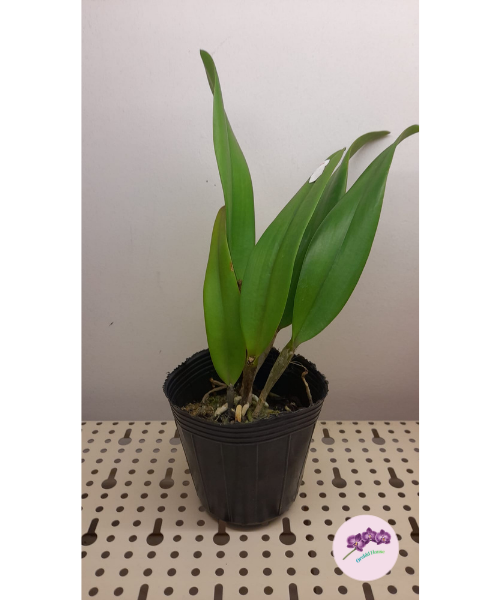 Rlc. Keowee "Vi Galaxy"
