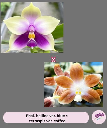 Phal. bellina var. blue × tetraspis var. coffee