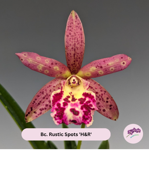 Bc. Rustic Spots 'H&R'