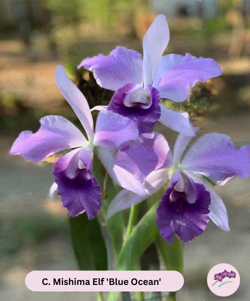 C. Mishima Elf 'Blue Ocean'