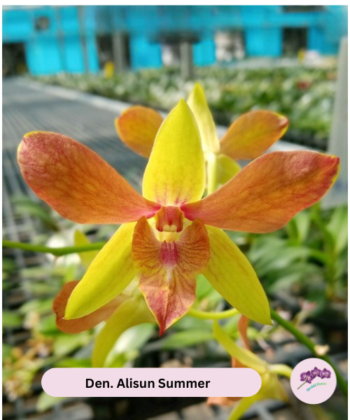 Den. Alisun Summer