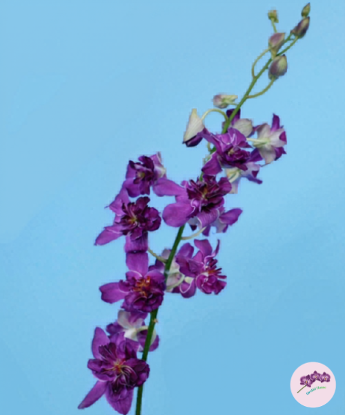 Den. Blue Rose