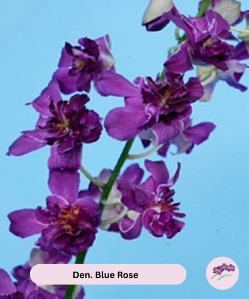 Den. Blue Rose