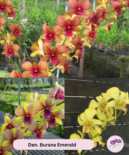 Den. Burana Emerald