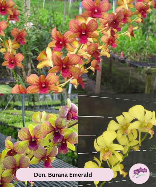 Den. Burana Emerald