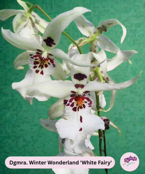 Dgmra. Winter Wonderland 'White Fairy'