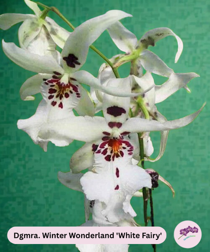 Dgmra. Winter Wonderland 'White Fairy'