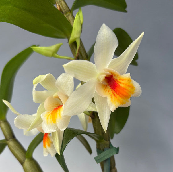 Den. Christy Dawn 'Shang Guest' AM/AOS