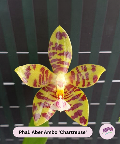 Phal. Aber Ambo 'Chartreuse'