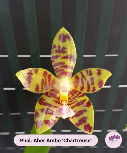 Phal. Aber Ambo 'Chartreuse'