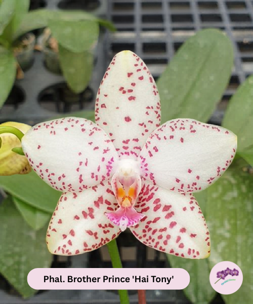 Phal. Brother Prince 'Hai Tony'