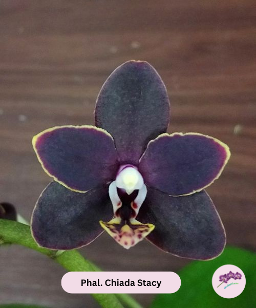 Phal. Chiada Stacy