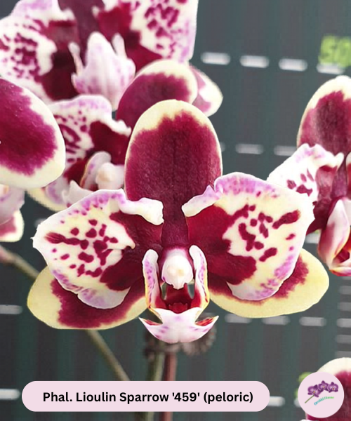 Phal. Lioulin Sparrow '459' (peloric)